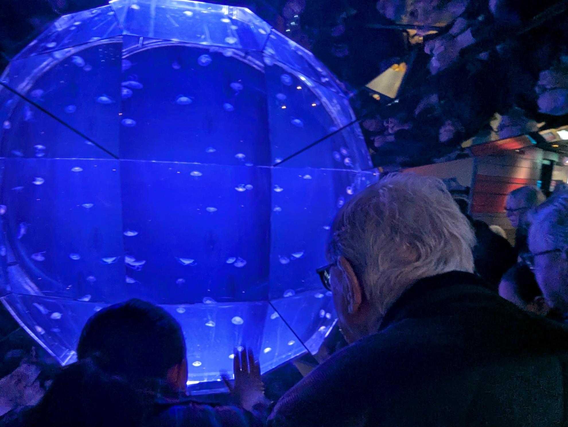 photo of person looking at aquarium