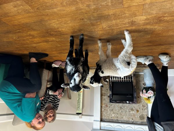 Resident with lambs