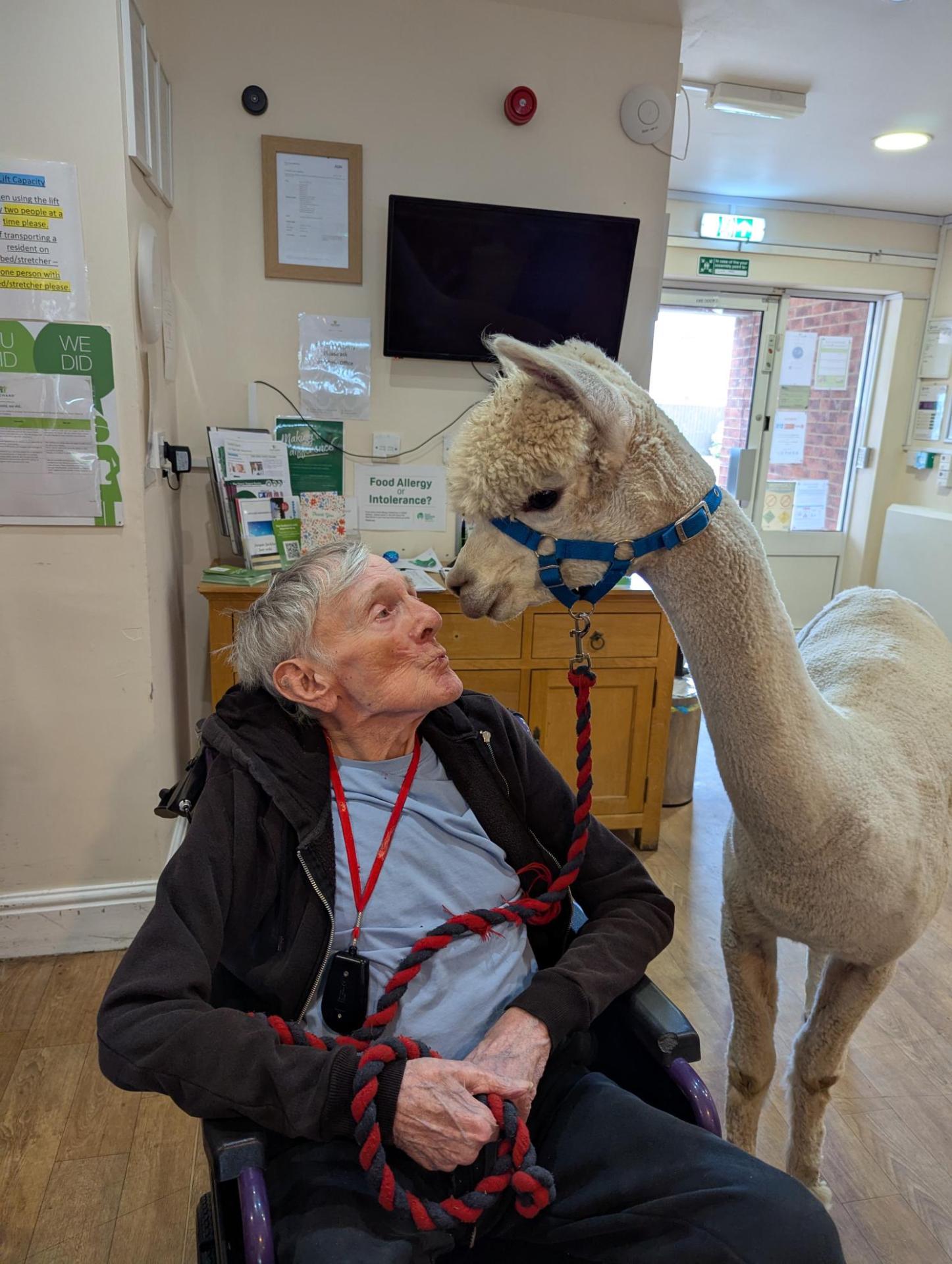 Resident with alpaca at Grimsby nursing home