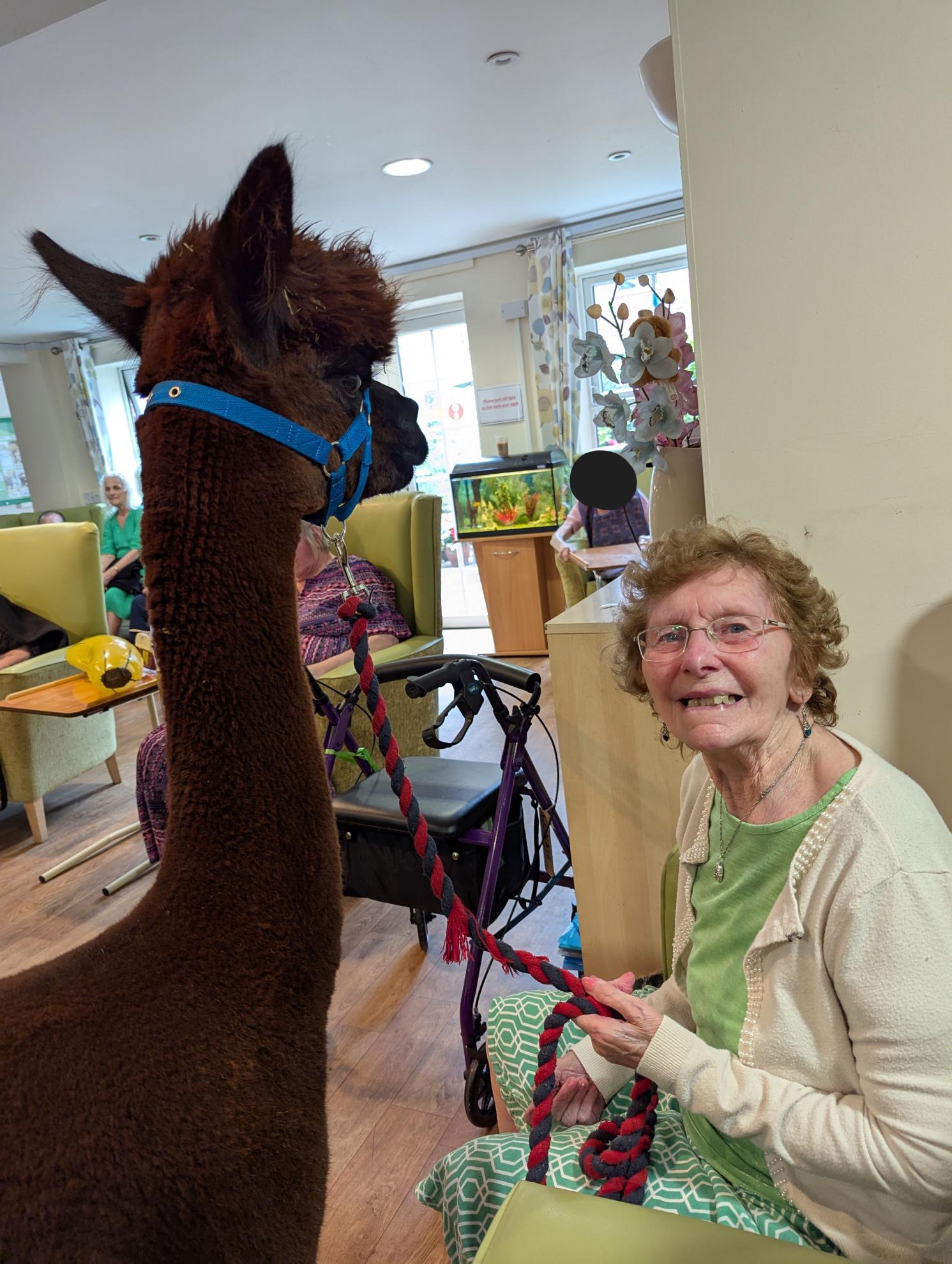Resident with alpaca at Grimsby nursing home