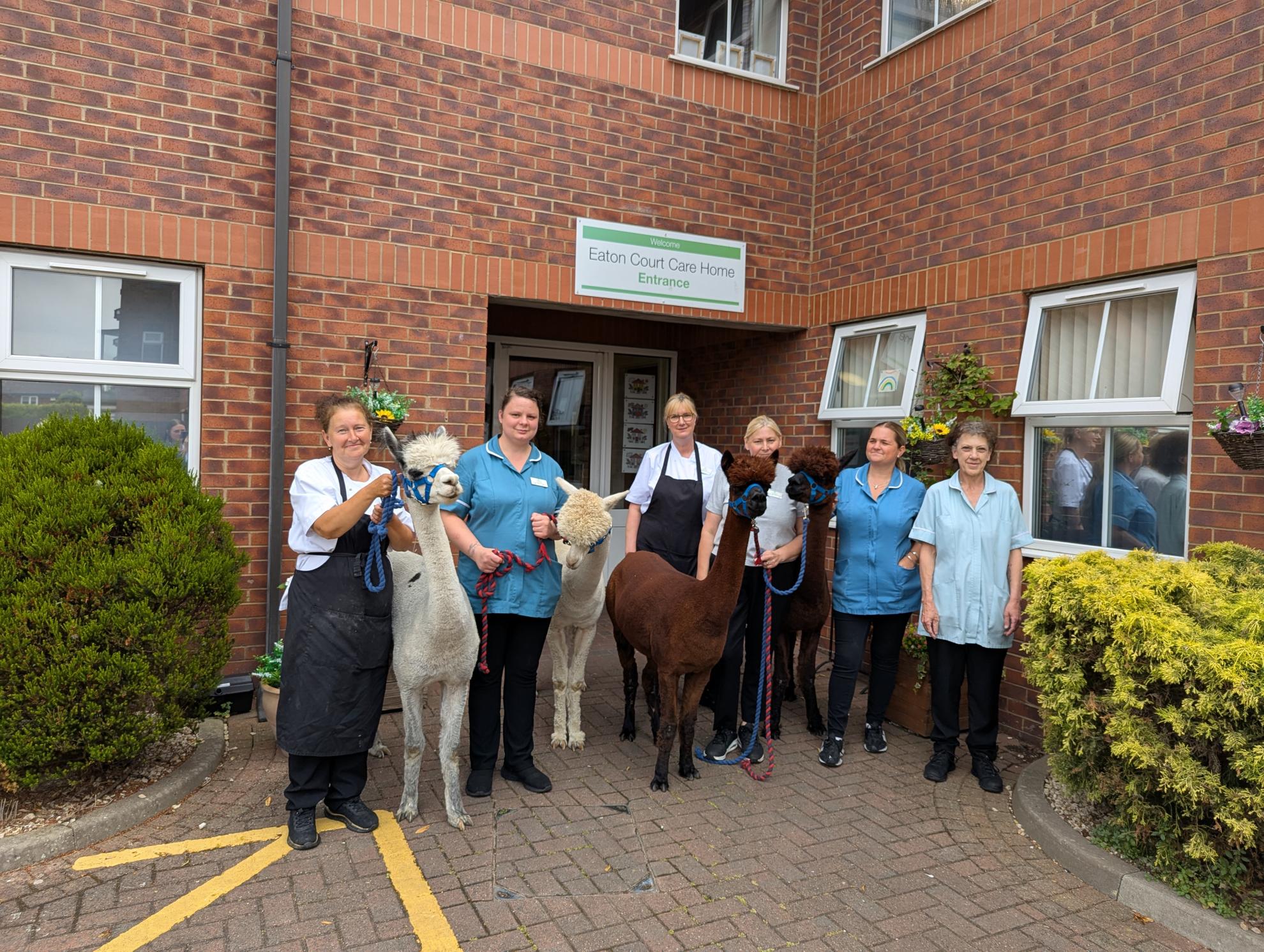 Alpacas visit Eaton Court Nursing Home in Grimsby