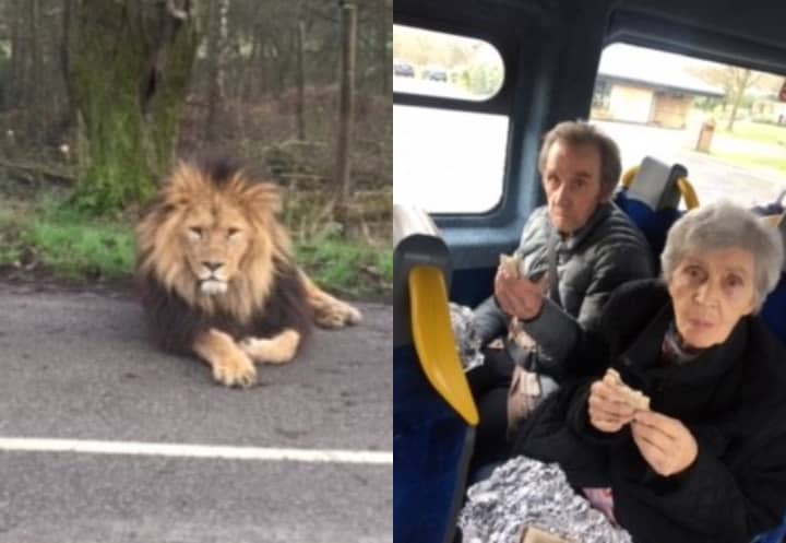 Left: Lion at Knowsley Safari Park - Right: Residents from Langfield Care Home enjoying their coach trip.