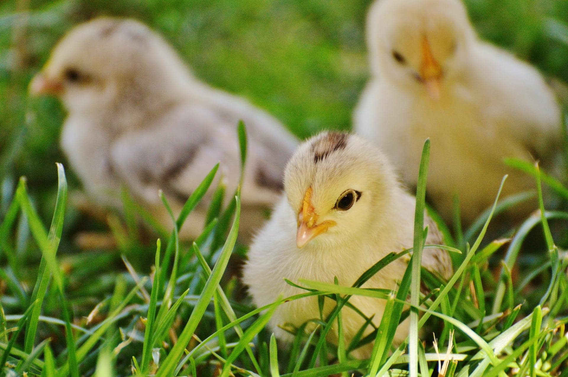 chicks-chicken-small-poultry-162164.jpeg