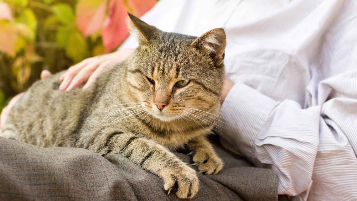pet therapy at a care home near you