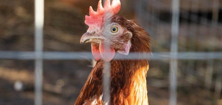 hens at our care homes near you