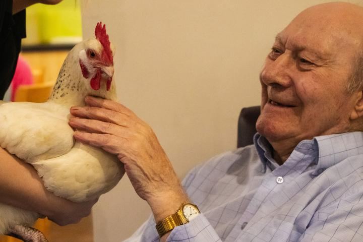 Activities Pet Therapies Hens