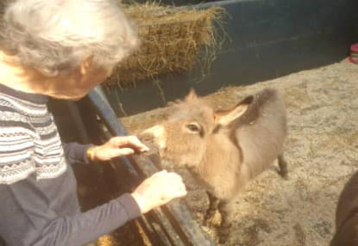 residents feeding a goat