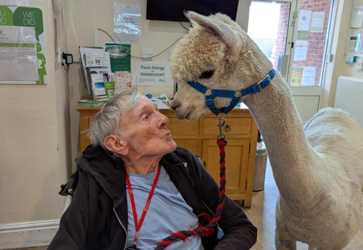Resident with alpaca at Grimsby nursing home