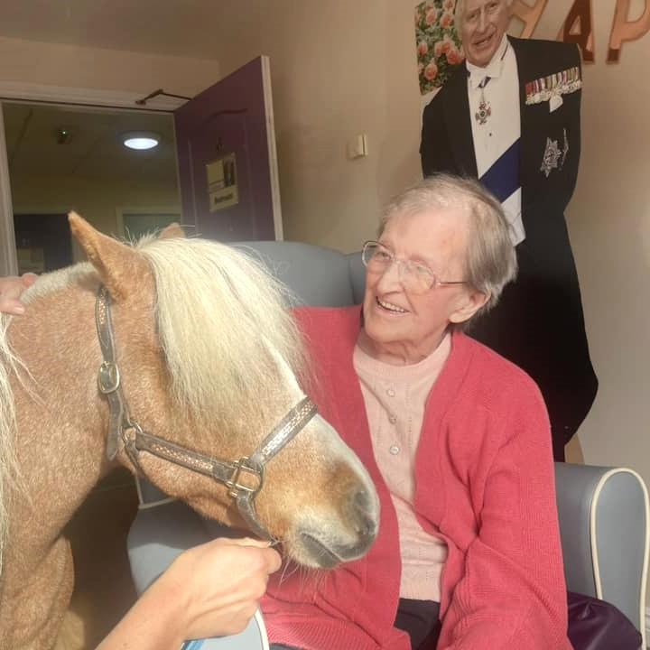 Miniature pony visit at Ashlea Mews Care Home